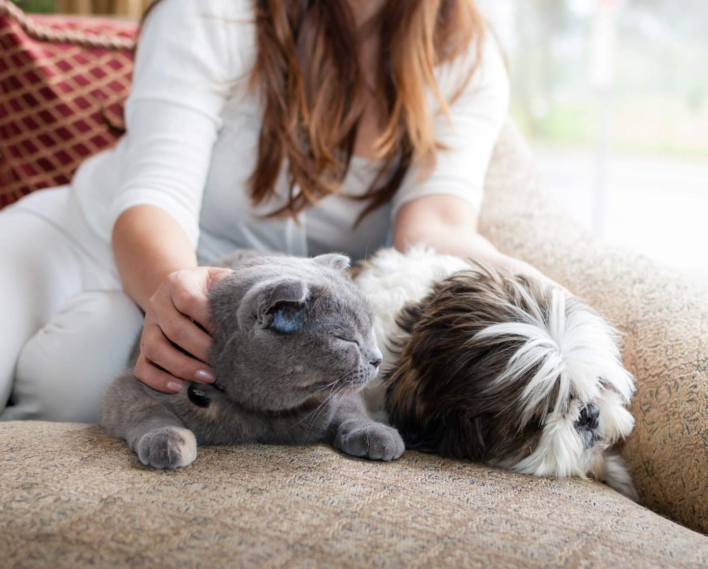 Curlypets-Sofa-Katze-Hund-Woman